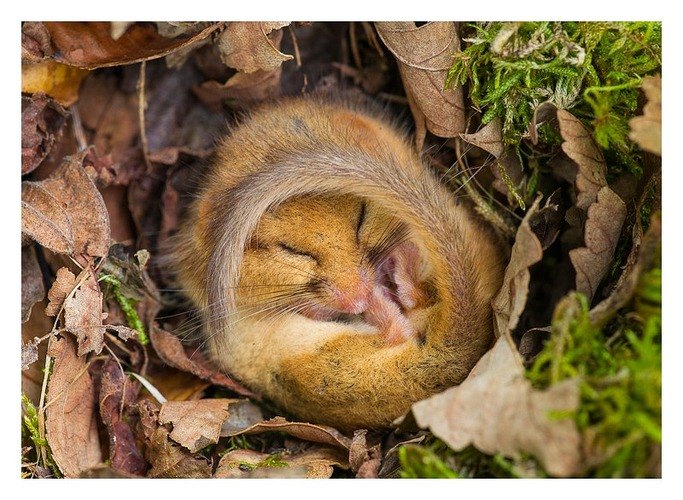 which animals hibernate in trees
