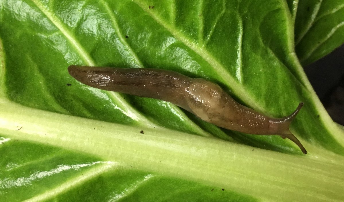 Slug Control Simple Methods to Protect Plants!