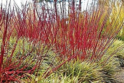 Gardening Journal Plant Of The Month Cornus Alba Elegantissima